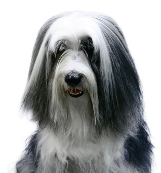 Bearded Collie